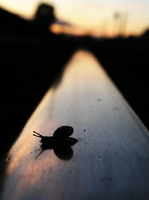 snail